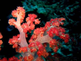 softcoral_paul xelot